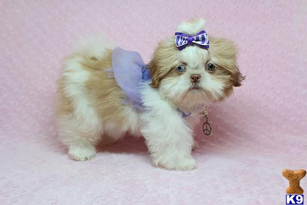 lvpuppyheaven Picture 2